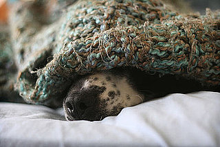 Do Tell: What's Your A.M. Pet Routine?