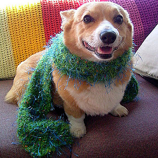 Will Your Furry Friend Take Part in Dress Up Your Pets Day?
