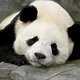 Wontonbear Wontonbear