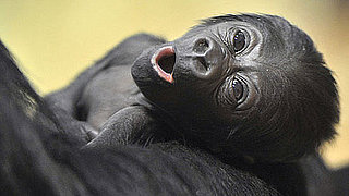 Awwdorable Baby Gorilla Can Say Bananas