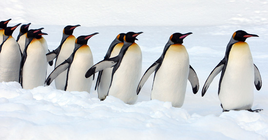 Photos of King Penguins Photos of King Penguins