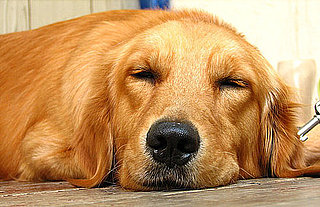What Do You Know About Golden Retrievers?