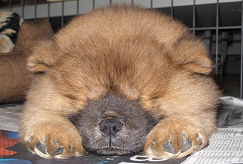 Martha Stewart Names New Puppy Ghenghis Khan