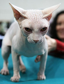 What Do You Know About Sphynxes?