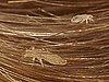 What Head Lice Look Like