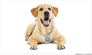 Dogs Use Twitter With Puppy Tweets