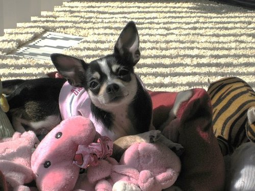 SO MANY TOYS - SO LITTLE TIME