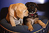 Photos From the 2010 AKC Top Dog Breed Press Conference