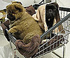 Martha's New Pup Gets a Bath: In the LINK of an Eye! 