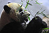 Tai Shan Goes Back to China on Feb. 4