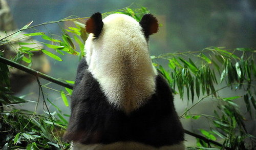 Have You Ever Seen Tai Shan? Have You Ever Seen Tai Shan?