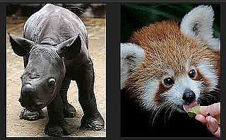 Use a Few Free Minutes to Play Our Baby Animal Faceoff!