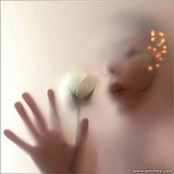 Breath of a Rose