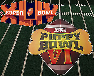 Super Bowl XLIV or Puppy Bowl VI?