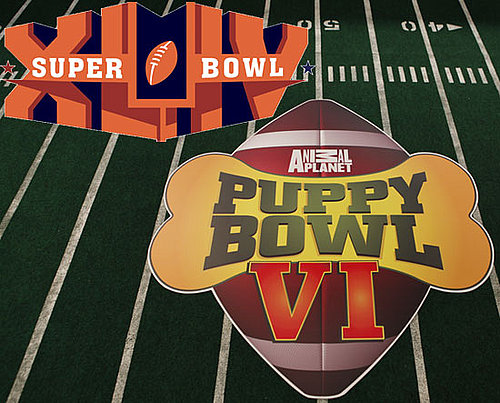 Super Bowl XLIV or Puppy Bowl VI?