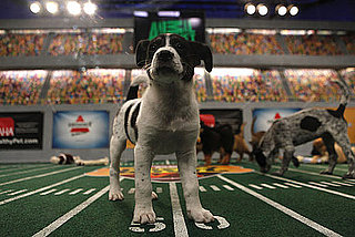 What Do You Know About the Puppy Bowl?