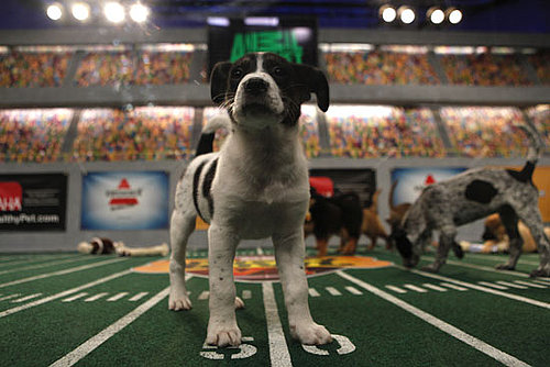 What Do You Know About the Puppy Bowl?