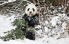 Bye Bye Tai Shan!