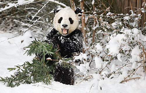 Tai Shan's Last Snowy DC Romp Before Dulles—Chengdu Direct