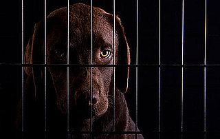 5 Questions to Ask Before Boarding a Pet: In the LINK of an Eye! 