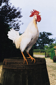 The Rooster Alarm on the Droid Makes Me Crazy