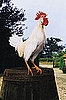 The Rooster Alarm on the Droid Makes Me Crazy