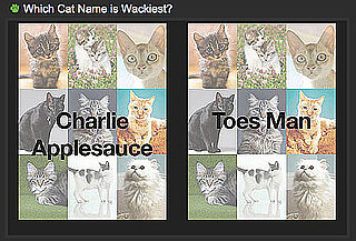 Choose the Crazier Cat Name For a Chance to Win!