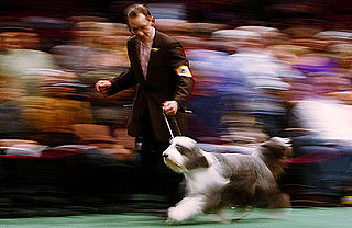 Do You Really, Really Know Westminster: Version III?