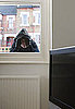 Home Insurance Rates Could Rise Because of Twitter and Foursquare