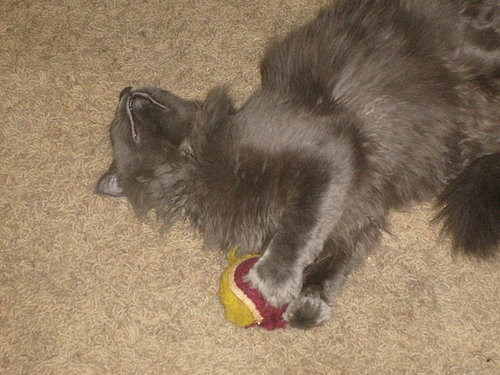 Bailey playing