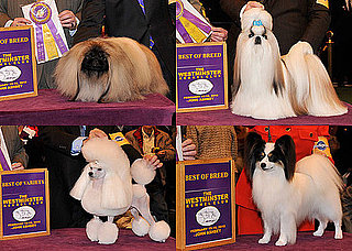 2010 Toy Group Winners at Westminster
