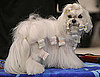 It's Almost Time — Peep Pretty Pups Prepping for Westminster