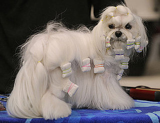 Pictures From 2010 Westminster Dog Show