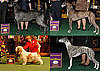 2010 Hound Group Winners at Westminster