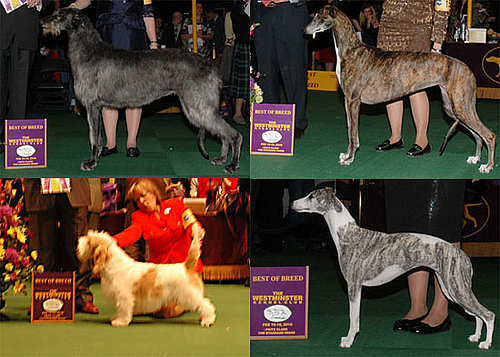 2010 Hound Group Winners at Westminster