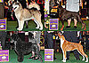 2010 Working Group Winners at Westminster
