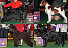 2010 Sporting Group Winners at Westminster