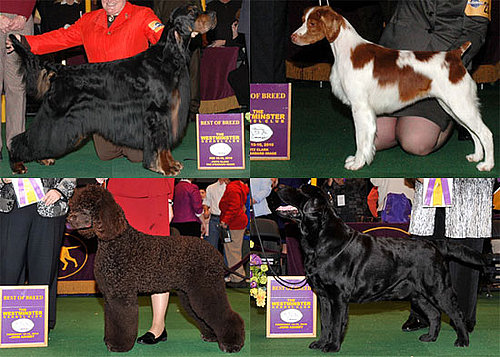 2010 Sporting Group Winners at Westminster