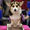 Guess What Breed Super Quiz: 2010 Westminster Edition!