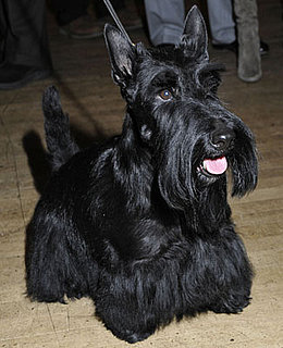 Facts About Scottish Terriers