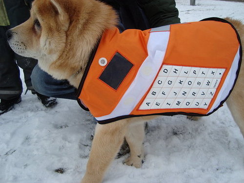 Messenger Dogs For Disasters