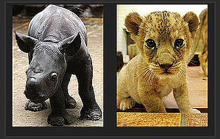Baby Animals Are so Cute, but Which Is Cuter?