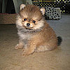 Puppy Breed Quiz 2011-03-22 12:00:00