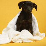 6 Ways to Give Back to Animals That Won't Break the Bank