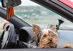 What Do You Know About Yorkshire Terriers? What Do You Know About Yorkshire Terriers?