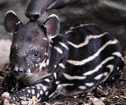 Is This Creature Cool or Creepy?