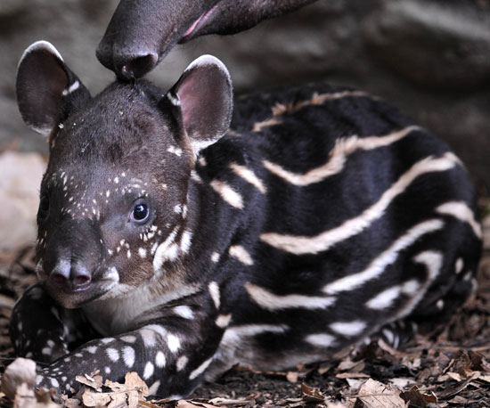 Is This Creature Cool or Creepy? Is This Creature Cool or Creepy?