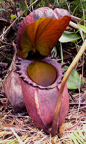 This Plant Lives to Eat Poop