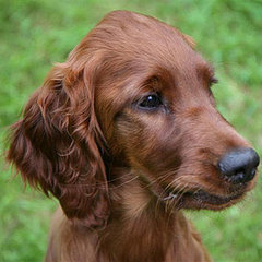 Guess What Breed Super Quiz: St. Patrick's Day Edition! Guess What Breed Super Quiz: St. Patrick's Day Edition!