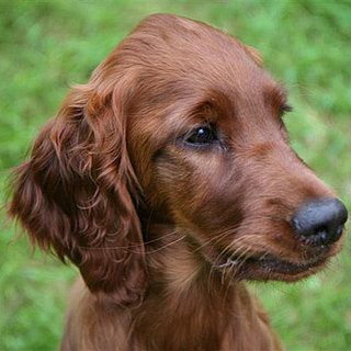 Guess What Breed Super Quiz: St. Patrick's Day Edition!